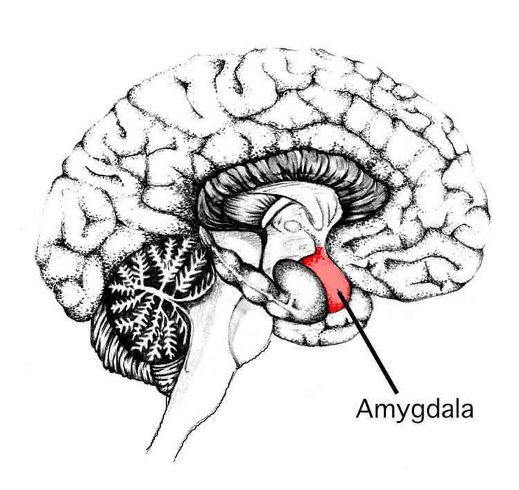 Rhythm of Breathing Affects Memory and Fear Review